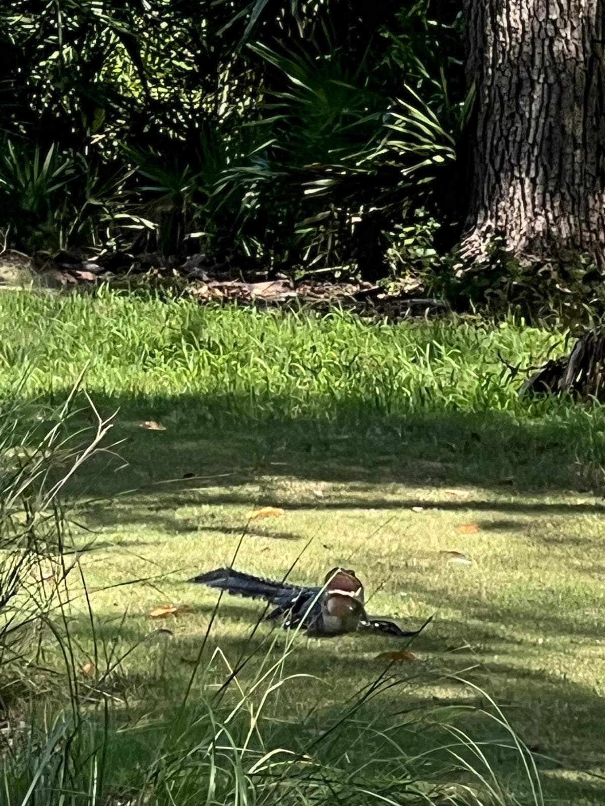 Hammock Creek Golf Club — Recap